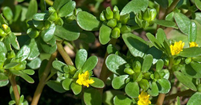 Cách chữa bệnh trĩ bằng rau sam