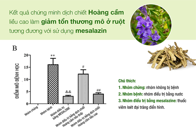 Theo nghiên cứu của Li Cui trên tạp chí Biological Macromolecules, dịch chiết Hoàng cầm giúp cải thiện tình trạng viêm đại tràng gần tương đương Mesalazine.